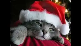 Funny Christmas Animals, Funny Christmas Photos, Funny Christmas