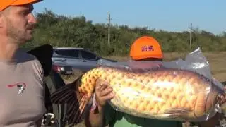 Фидерный марафон (Feeder Flаt Challenge)