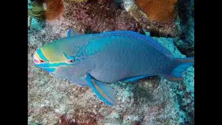 Meet the EXPERTS Saving Coral Reefs with Parrotfish