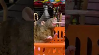 Yum yum 🐭 Pet Rat Duke 🐭 #ratmomlena