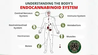 How Your Endocannabinoid System Promotes Health & Healing in Your Body