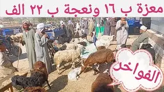 لن تصدق أسعار الأغنام والماعز والخرفان بسوق السبت اليوم ٧/ ١/ ٢٠٢٦م