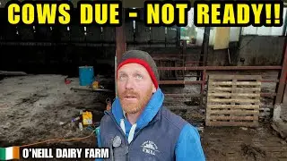 Cows Due Any Day&hellip; Calving Shed Still Not Ready! (Chaos On The Farm)