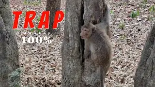 Easy trap monkey with hole on the tree | but we feed food to monkey can make monkey to fun