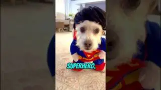 Your Dog Has Superpowers 🐕