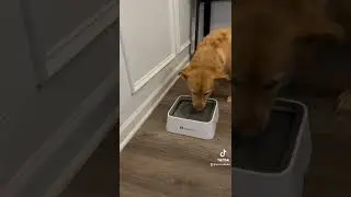 The Lumoleaf water bowl is great for dogs that drink too fast.