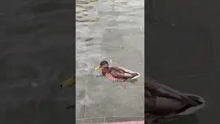 утка в фонтане на ВДНХ