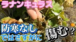 防寒なしではさすがに傷む？【ラナンキュラスラックス】【ランドセルシリーズ】【園芸のぶチャンネル】