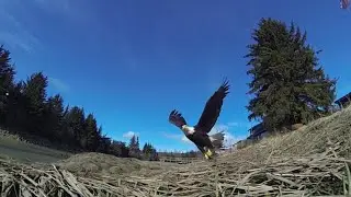 Nature Videos - Eagle birds | beautiful birds | Free M&V | 2020