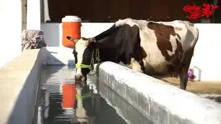 Muhammad Amir #DairyLac #SupportPakistan #SuccessStory #Farmer #DairyFarm #AnimalNutrition #Feedback