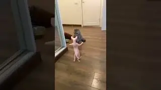 alien cat dance 😂 || Aw Pets