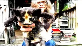 Aug 8 Thrift Store Finds, 42 CDs and a few vhs records & cats