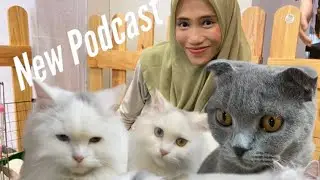 bermain bersama kucing anggora persia saat pameran The jungle zoo hartono mall jogja