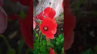 #flowers#flowerslovers#trending
