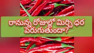 Guntur mirchi market rate today | 04-09-2024