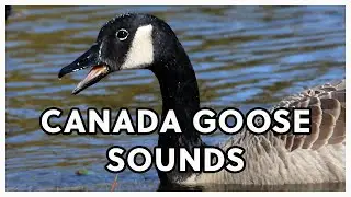 Canada Goose Calls vs. Cackling Geese Sounds