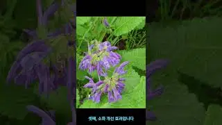 샐비어[Meadow clary sage-Salvia pratensis]