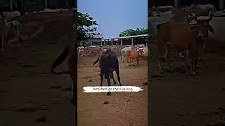 #shortvideo #goseva #jaygomata #viralvideo