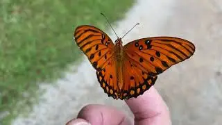 The Gulf fritillary or passion butterfly #wildlife #nature #butterflies #gulf fritillary