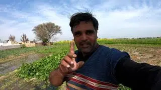 Chakwal village life, pakistan, chakwal, daily routines,
