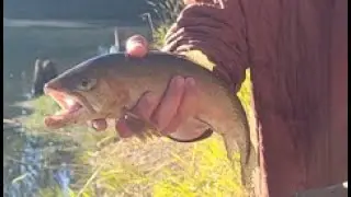Fishing for naitve CUTTHROAT trout in a MOUNTAIN POND!