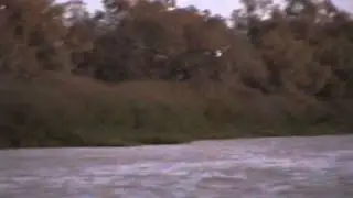 Corellas and water rat before sunset at Cooper's Creek Australia