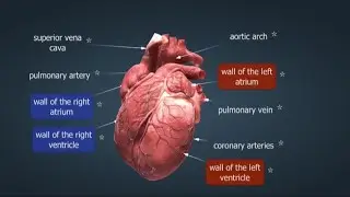Human heart working in 3D #biology #heart #3danimation