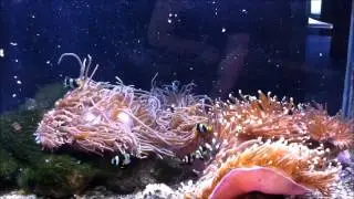 SCU National Marine Science Centre Aquarium