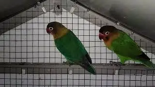 How to Produce Albino Red Eyes