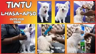 TINTU LHASA-APSO CUTE TRANSFORMATION HAIR CUT AND BATH AT PET SPA VIRUDHUNAGAR // DOG GROOMING TAMIL
