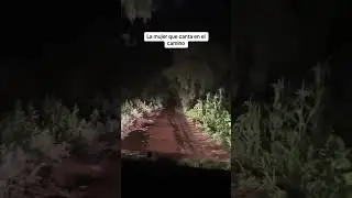 El camino del terror 😨 