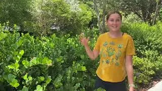 В центре внимания: Cocoplum, Chrysobalanus icaco