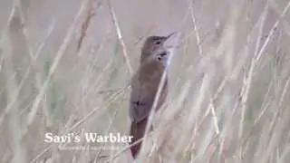 Savi's Warbler and its song