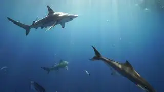BEAUTIFUL SHARK CLIPS
