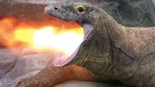 Komodo Dragon Breathing Fire