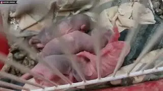 Ela não me deixa pegar nos filhotes 😰 Ninhada de Rato Twister com mãe agressiva