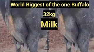 World biggest of the one buffalo 32 kg milk capacity 1st position in Faisalabad milk competition