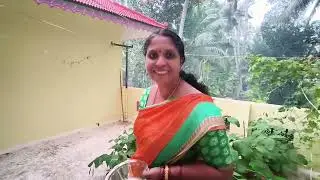 എന്റെ വീട്ടിലെ കാലിഫ്ളവർ  നടീലും വളമിടീലും ഒന്ന് കണ്ടു നോക്കു കൂട്ടുകാരെ 🌹🌹🌹
