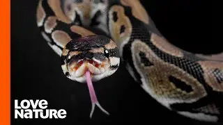 Why Do Snakes Flick Their Tongues?
