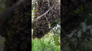 Watch me capture this MASSIVE SWARM! #shorts #beekeeping #savethebees #kingofbees