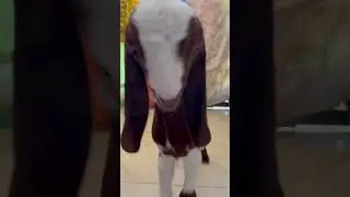 Newly birth handicap goat 😭😭😭😭😭#goat #prayer