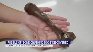 'Bone-crushing' dog discovered at Tennessee's Gray Fossil Site