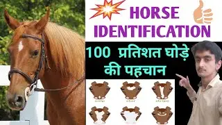 Horse identification/ horse identification different species/ identify a horse/ horse identify😆