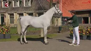 Dakar VDL Stud Stallionshow 2020