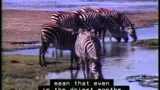 African Ecosystem