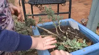 Mish Mash of Pruning lavender, snail control, updates on plants, mum life and new cookware!!!