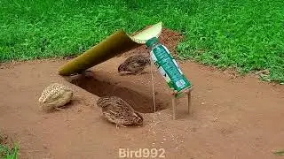 Amazing Creative and Unique DIY Technique Quail Trapping #shorts #youtubeshorts #usa #uas2025 #viral