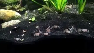 New Group of Panda Corydoras Exploring the Tank