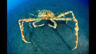 Cool Crab Pictures