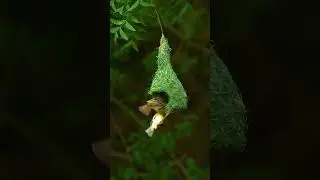 Jungle ke sundar panxi🌿 #birds